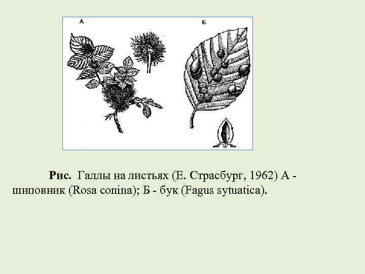  Рис.  Галлы на листьях (Е. Страсбург, 1962) А - шиповник (Rosa conina);