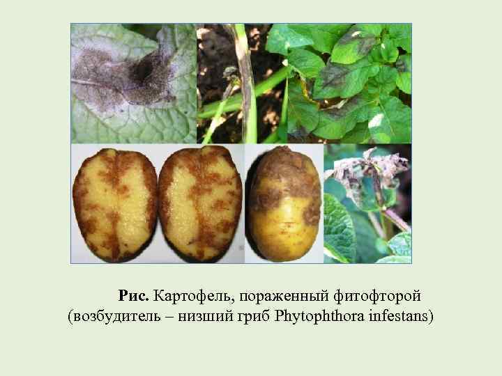   Рис. Картофель, пораженный фитофторой (возбудитель – низший гриб Phytophthora infestans) 