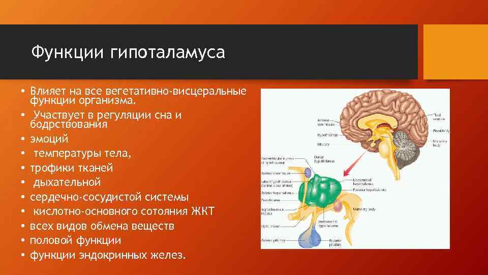 Гипоталамус мозга функции