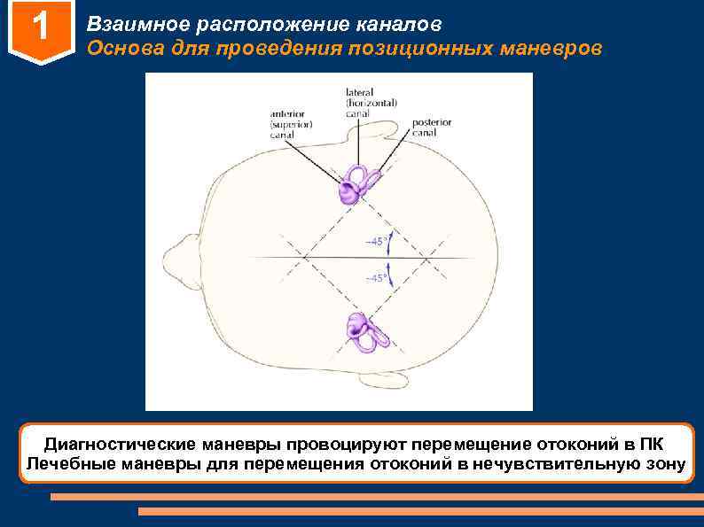 1 Взаимное расположение каналов Основа для проведения позиционных маневров Диагностические маневры провоцируют 1 Взаимное расположение каналов Основа для проведения позиционных маневров Диагностические маневры провоцируют