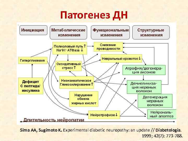     Патогенез ДН Sima AA, Sugimoto K. Experimental diabetic neuropathy: an