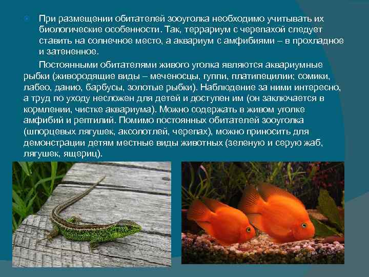 При размещении обитателей зооуголка необходимо учитывать их биологические особенности. Так, террариум с При размещении обитателей зооуголка необходимо учитывать их биологические особенности. Так, террариум с