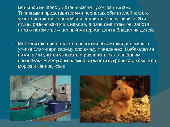 Большой интерес у детей вызовет уход за птицами. Типичными представителями пернатых обитателей Большой интерес у детей вызовет уход за птицами. Типичными представителями пернатых обитателей