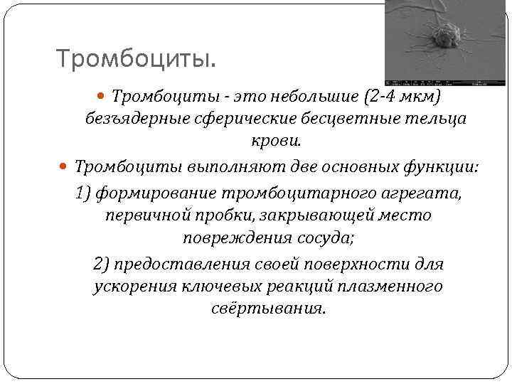 Тромбоциты.  Тромбоциты - это небольшие (2 -4 мкм)  безъядерные сферические бесцветные тельца