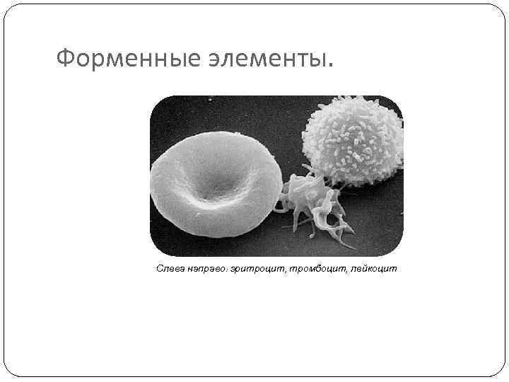 Форменные элементы.  Слева направо: эритроцит, тромбоцит, лейкоцит 