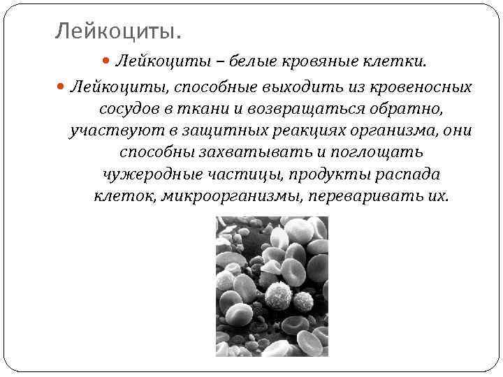 Частица пищи. Способны выходить из сосудов. Лейкоциты поглощают чужеродные. Эритроциты поглощают и переваривают чужеродные частицы. Лейкоциты поглощают чужеродные частицы путем.