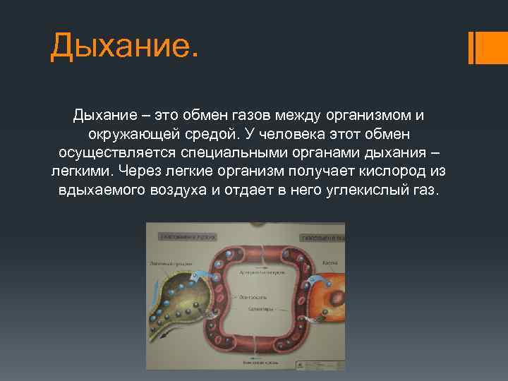 Дыхание – это обмен газов между организмом и окружающей средой. У человека этот Дыхание – это обмен газов между организмом и окружающей средой. У человека этот