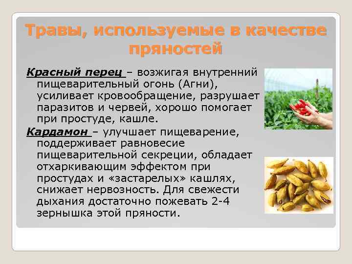 Травы, используемые в качестве  пряностей Красный перец – возжигая внутренний  пищеварительный огонь