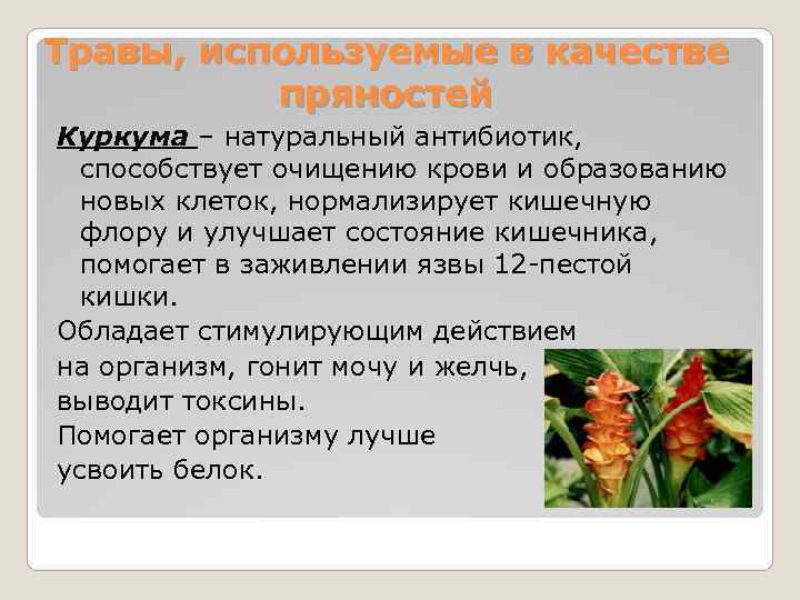 Травы, используемые в качестве  пряностей Куркума – натуральный антибиотик, способствует очищению крови и
