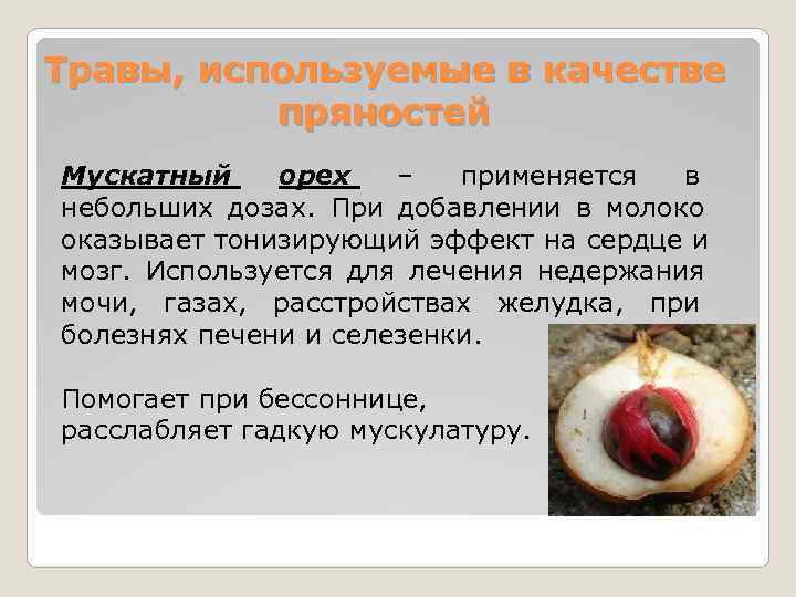 Травы, используемые в качестве  пряностей Мускатный орех – применяется в небольших дозах. 