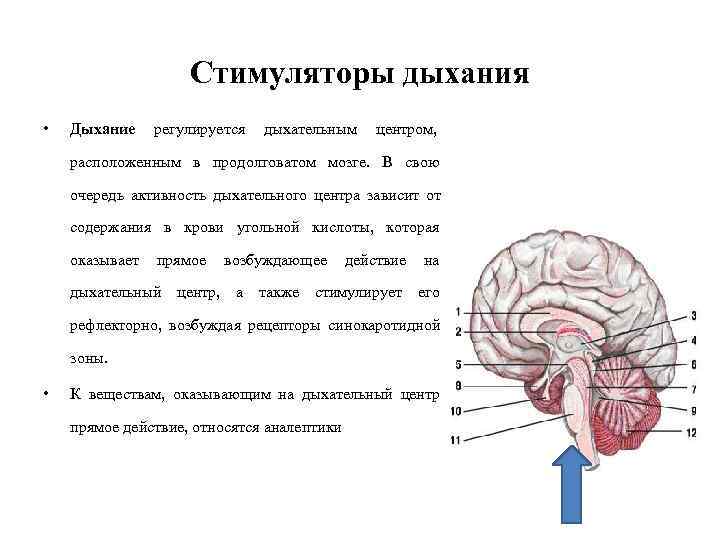 Центр дыхания расположен в мозге