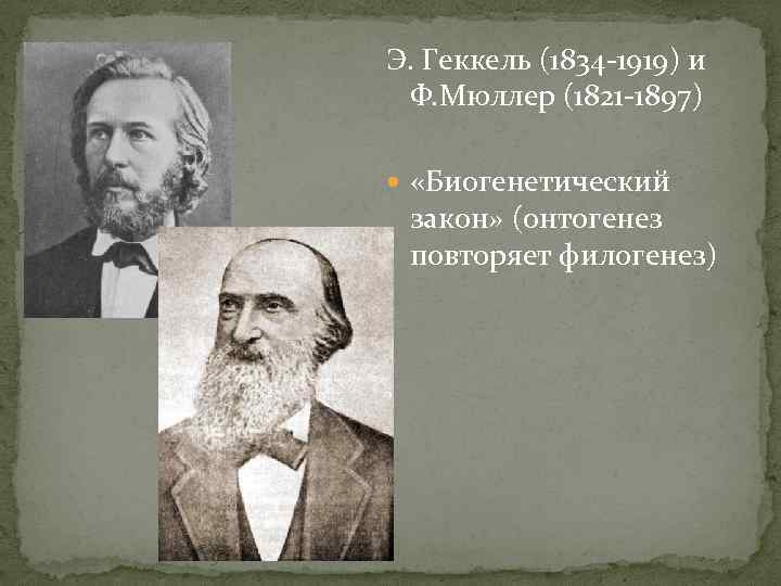 Э. Геккель (1834 -1919) и Ф. Мюллер (1821 -1897) «Биогенетический закон» (онтогенез повторяет филогенез)