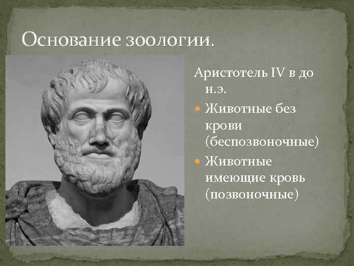 Основание зоологии.   Аристотель IV в до    н. э. 