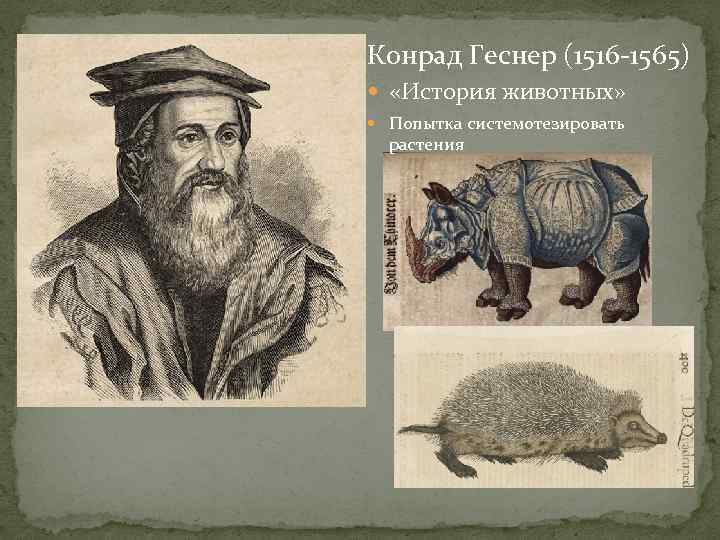 Конрад Геснер (1516 -1565)  «История животных»  Попытка системотезировать  растения 