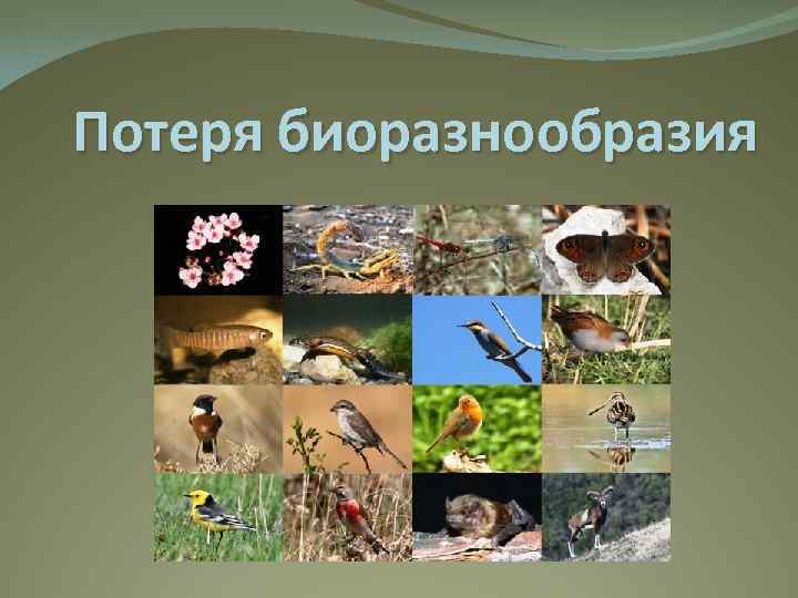Многообразие биологических видов. Потеря биоразнообразия. Биологическое разнообразие. Снижение биоразнообразия. Утрата биоразнообразия.