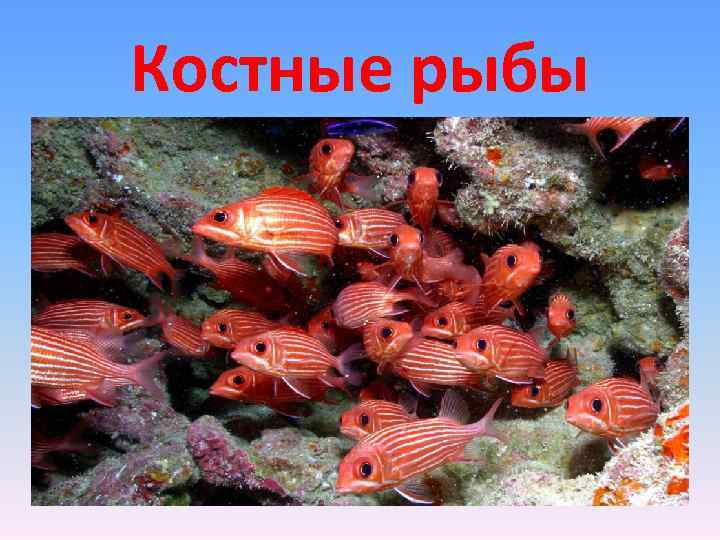 Костные рыбы 
