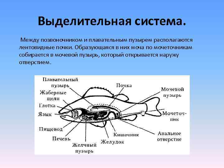 Почки у рыб. Внутреннее строение рыбы выделительная система. Костные рыбы строение выделительной системы. Выделительная система рыб схема. Класс костные рыбы выделительная система.