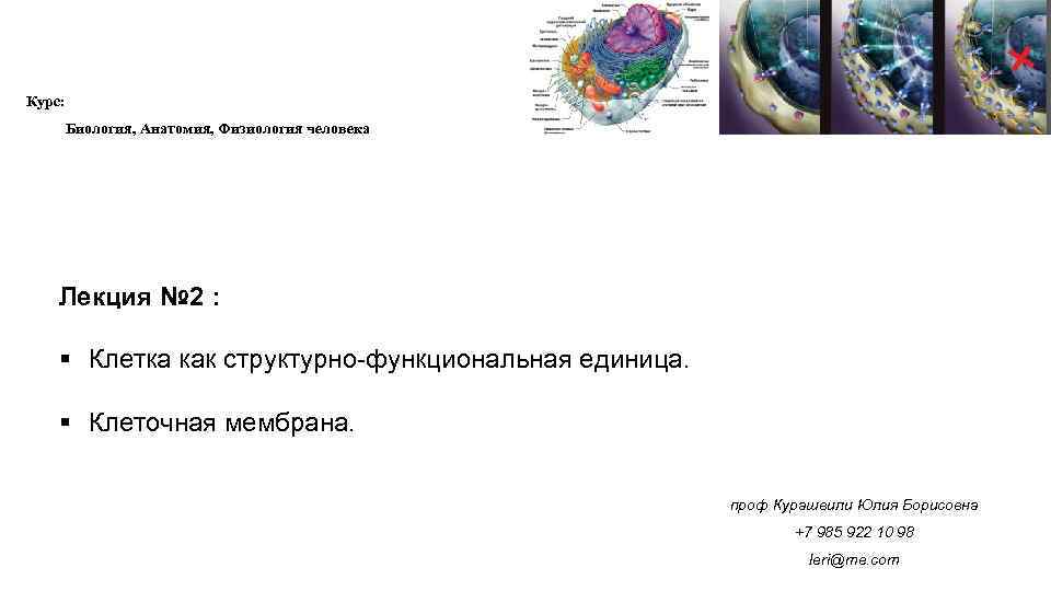 Курс:   Биология, Анатомия, Физиология человека   Лекция № 2 : 