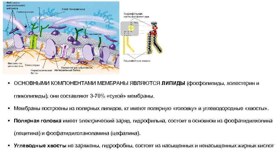 Компоненты мембраны