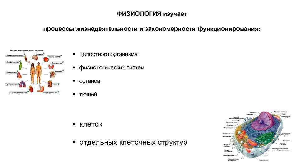 Физиология изучает. Процессы жизнедеятельности изучает. Физиология это процессы жизнедеятельности. Процессы жизнедеятельности организма человека изучает наука. Процессы жизнедеятельности клеток тканей.