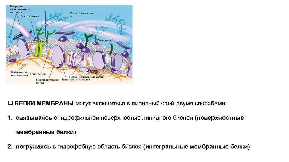 q БЕЛКИ МЕМБРАНЫ могут включаться в липидный слой двумя способами:  1. связываясь с