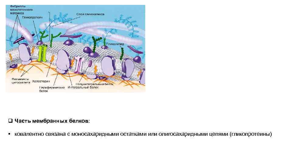 q Часть мембранных белков:  § ковалентно связана с моносахаридными остатками или олигосахаридными цепями