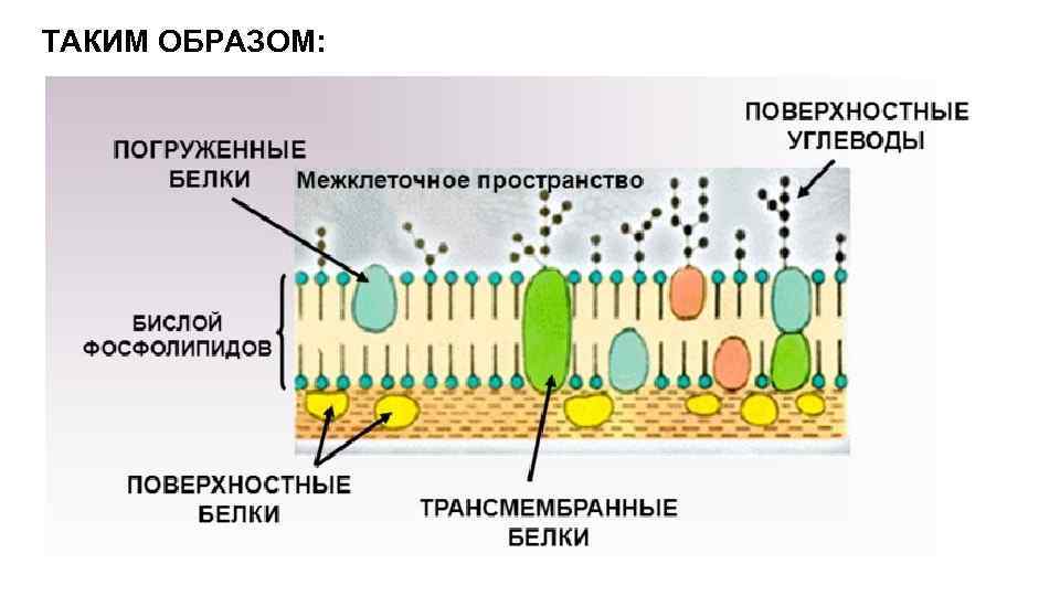 Основное свойство плазматической. Плазматическая мембрана бактерий. Строение плазматической мембраны бактерий. Функции цитоплазматической мембраны бактерий. Наружная мембрана клетки.