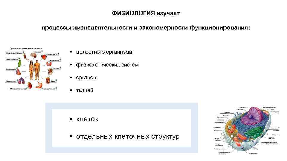 Наука изучающая органы. Что изучает процессы жизнедеятельности организмов. Процессы изучаемые физиологией. Физиологические процессы в клетке. Физиология это процессы жизнедеятельности.