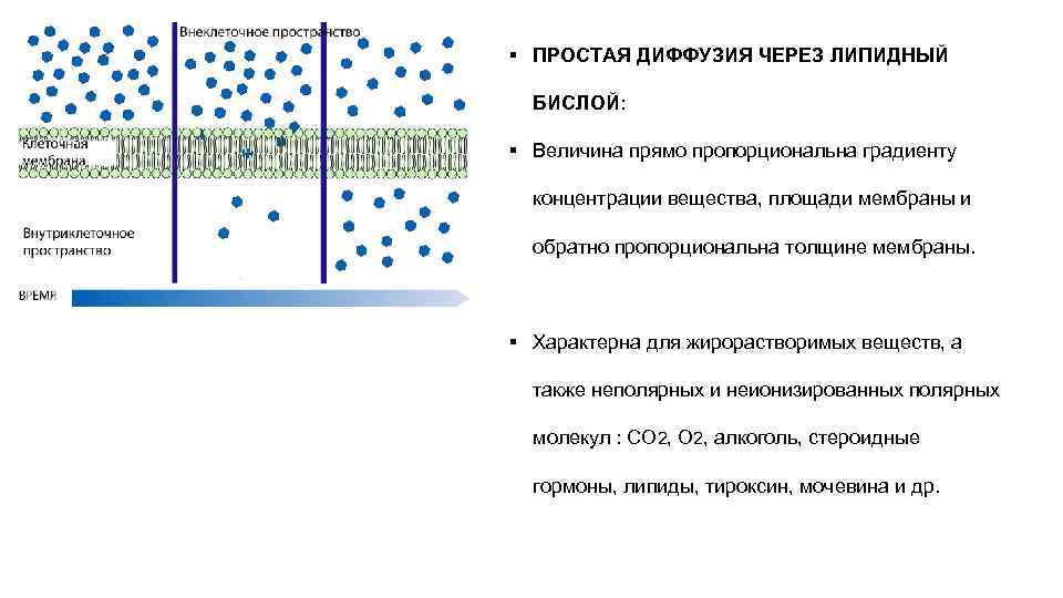 Какие функции характерны для мембраны. Простая диффузия через липидный бислой. Вещества, которые транспортируются через мембрану простой диффузией.. Простая диффузия это в биологии. Простая диффузия схема.