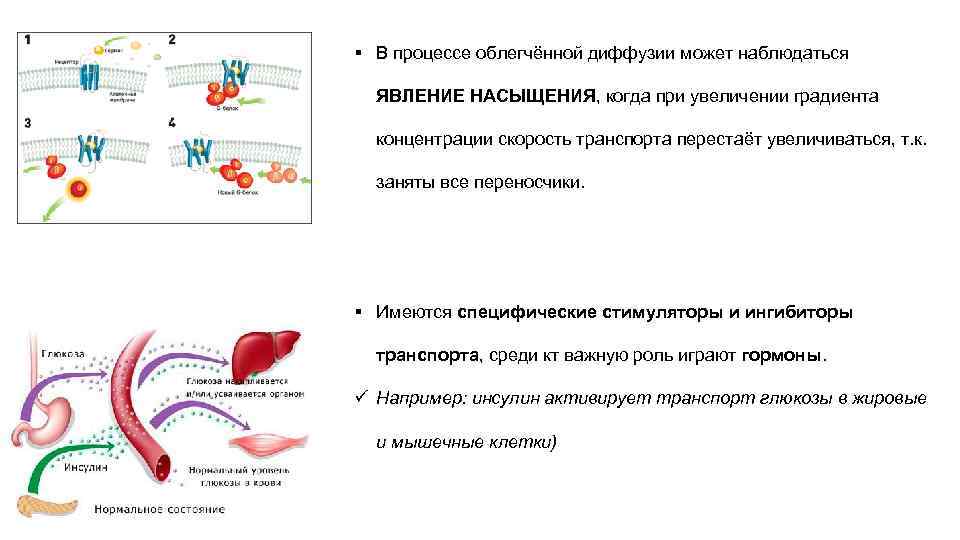 § В процессе облегчённой диффузии может наблюдаться  ЯВЛЕНИЕ НАСЫЩЕНИЯ, когда при увеличении градиента