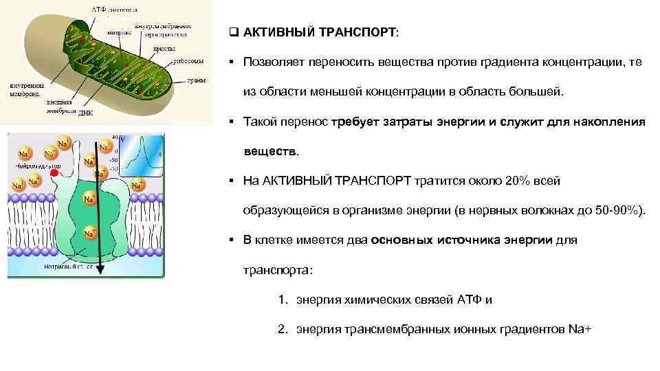 Градиент вещества. Активный транспорт веществ против градиента концентрации. Транспорт по градиенту концентрации. Транспорт против градиента концентрации. Перенос веществ по градиенту концентрации.