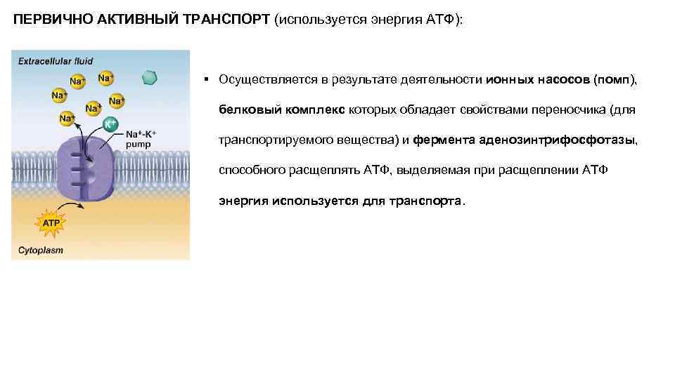 Транспорт энергия. Первичный и вторичный активный транспорт. Первично активный транспорт механизм. С затратой энергии АТФ (активный транспорт) всасываются. Первчиноактивный транспор.