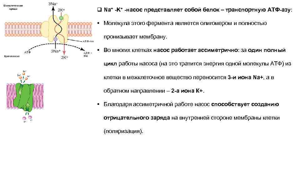 q Na+ -K+ -насос представляет собой белок – транспортную АТФ-азу:  § Молекула этого