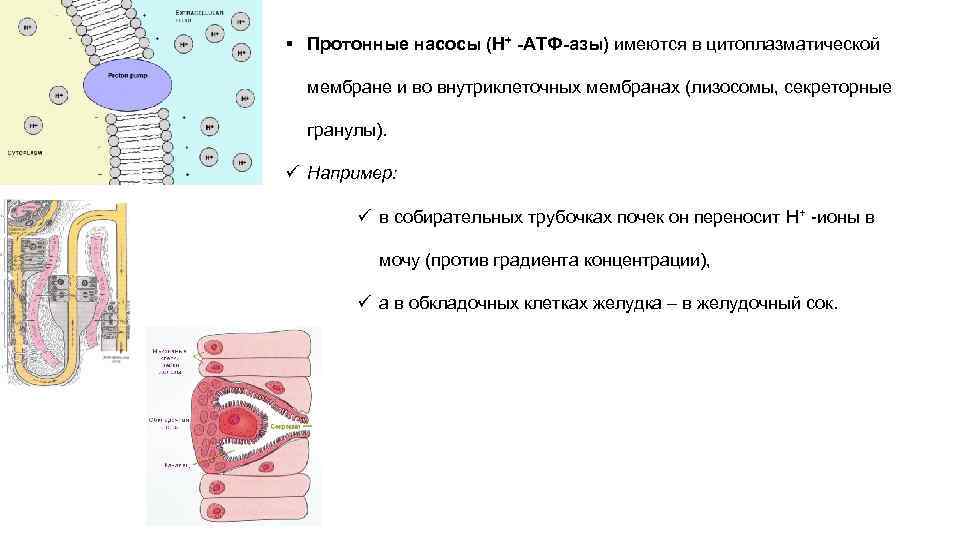 Атф в клетках эукариот образуются. Протонный насос физиология. Протонная помпа. Протонная помпа (протонный насос). Протонный насос механизм.