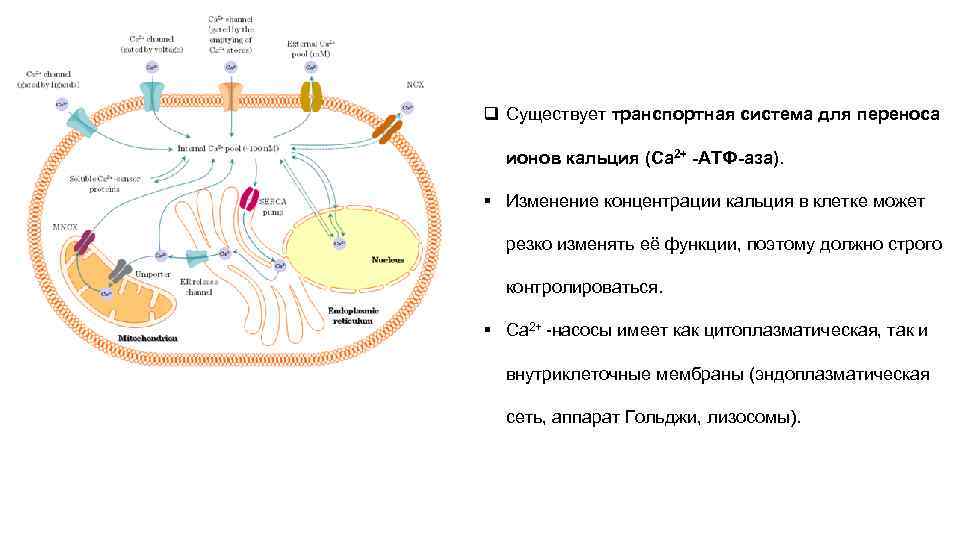 q Существует транспортная система для переноса  ионов кальция (Ca 2+ -АТФ-аза).  §