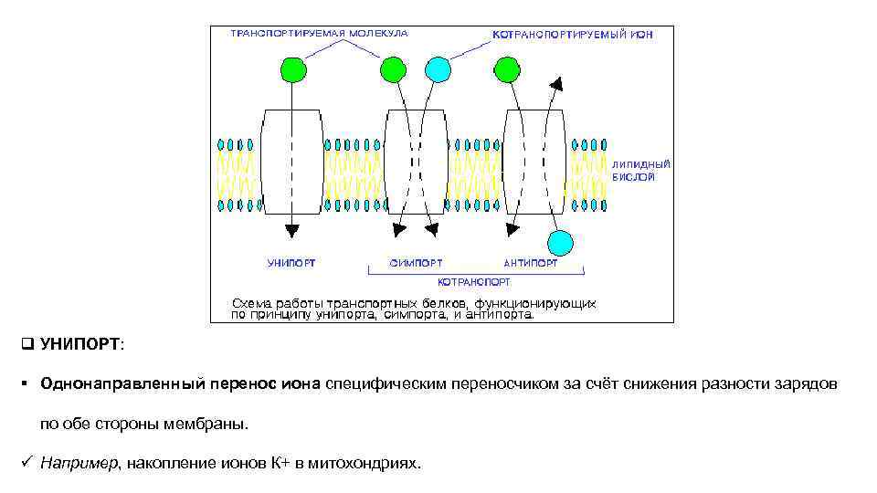 Возможен ли одновременный трансмембранный перенос ионов калия и натрия по схеме унипорта