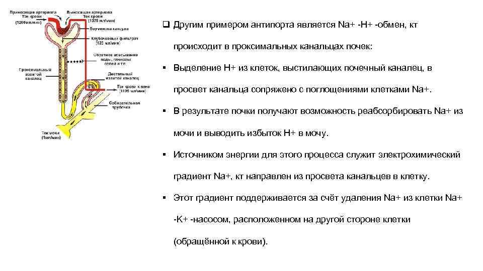 q Другим примером антипорта является Na+ -H+ -обмен, кт  происходит в проксимальных канальцах
