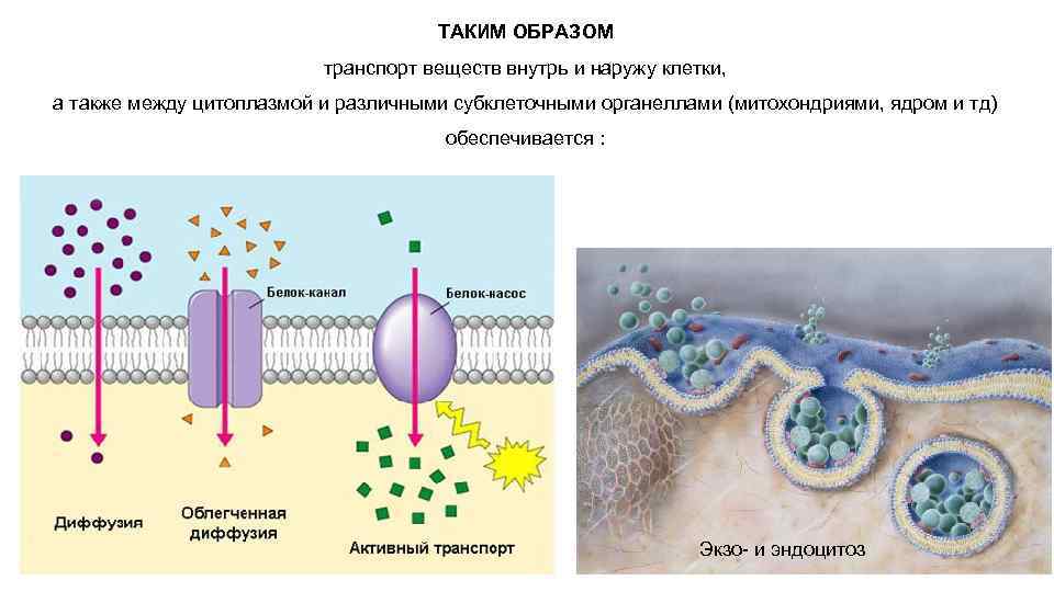 Транспорт веществ осуществляет