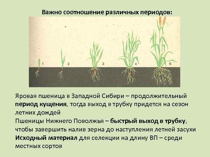   Важно соотношение различных периодов: Яровая пшеница в Западной Сибири – продолжительный период