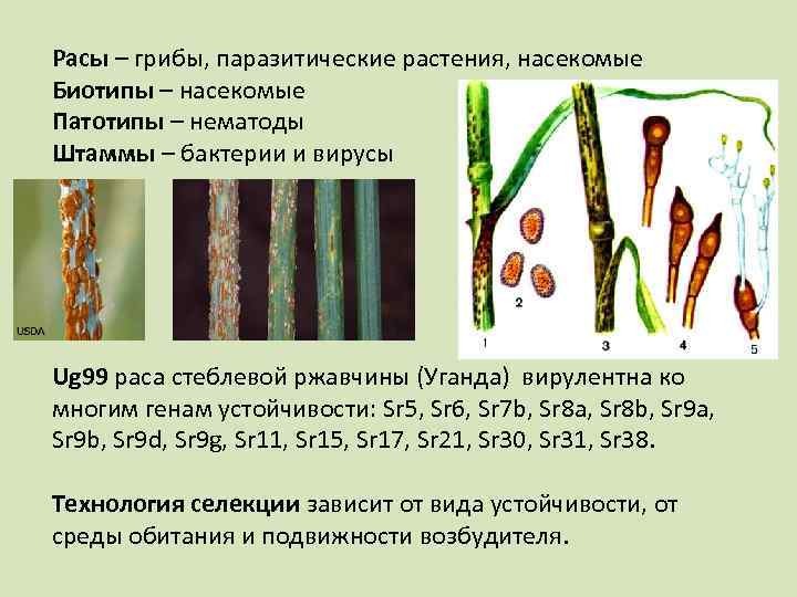 Расы – грибы, паразитические растения, насекомые Биотипы – насекомые Патотипы – нематоды Штаммы –