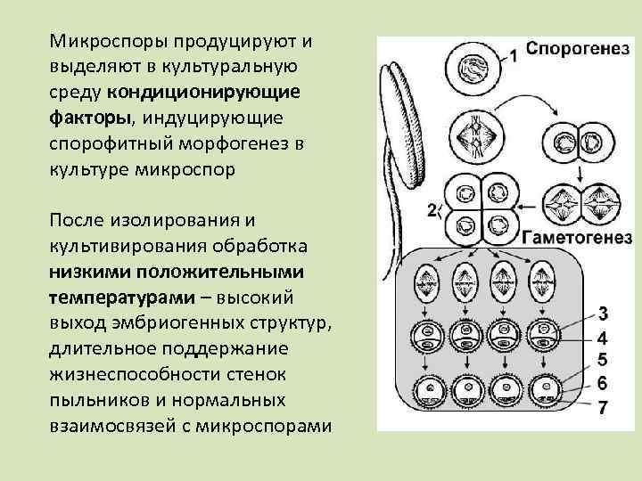 Микроспоры продуцируют и выделяют в культуральную среду кондиционирующие факторы, индуцирующие спорофитный морфогенез в культуре