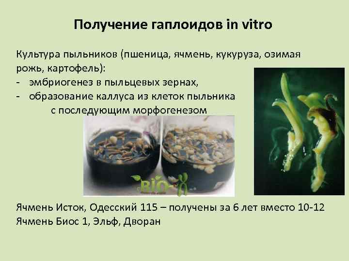   Получение гаплоидов in vitro Культура пыльников (пшеница, ячмень, кукуруза, озимая рожь, картофель):