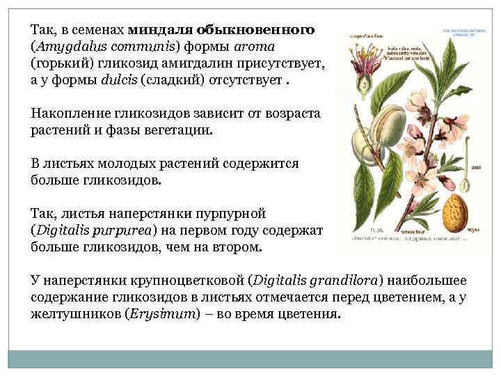Так, в семенах миндаля обыкновенного (Amygdalus communis) формы aroma (горький) гликозид амигдалин присутствует, 