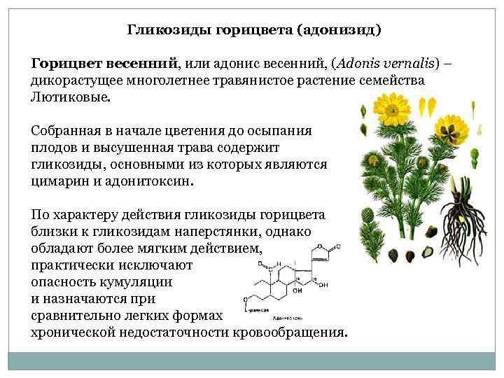    Гликозиды горицвета (адонизид) Горицвет весенний, или адонис весенний, (Adonis vernalis) –