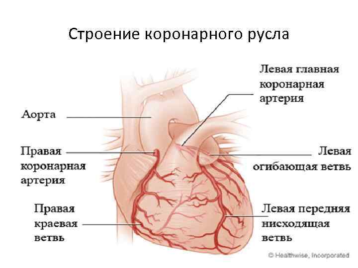 Строение коронарного русла 