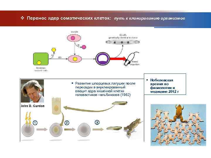 v Перенос ядер соматических клеток: путь к клонированию организмов     