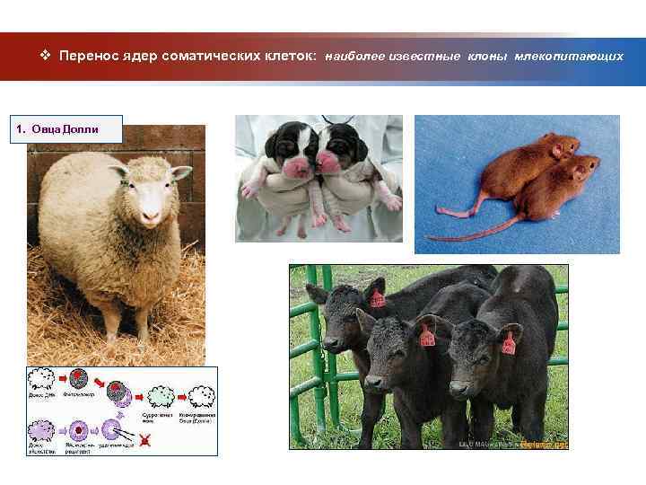   v Перенос ядер соматических клеток: наиболее известные клоны млекопитающих  1. Овца