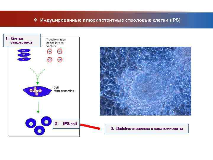     v Индуцированные плюрипотентные стволовые клетки (i. PS)  1. Клетки