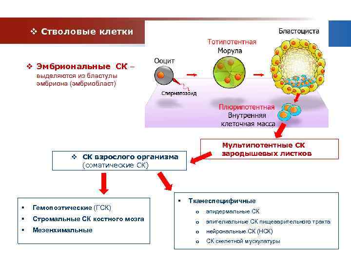   v Стволовые клетки  v Эмбриональные СК –  выделяются из бластулы