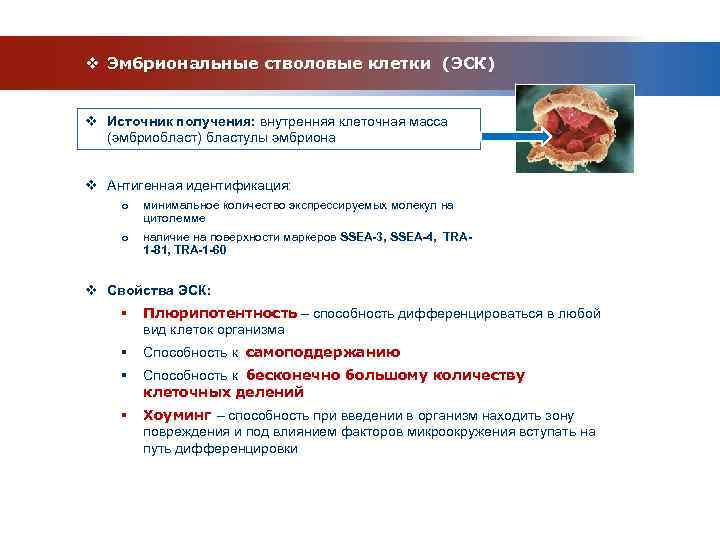 v Эмбриональные стволовые клетки (ЭСК)  v Источник получения: внутренняя клеточная масса  (эмбриобласт)